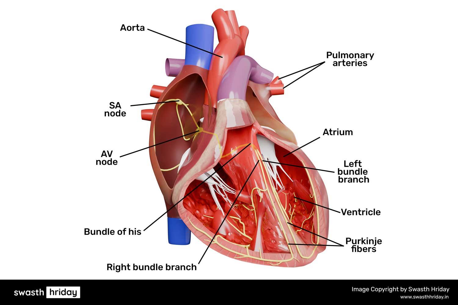 हृदय की संचालक प्रणाली की संरचना: कैसे विद्युत संकेत हृदय की धड़कन को नियंत्रित करते हैं