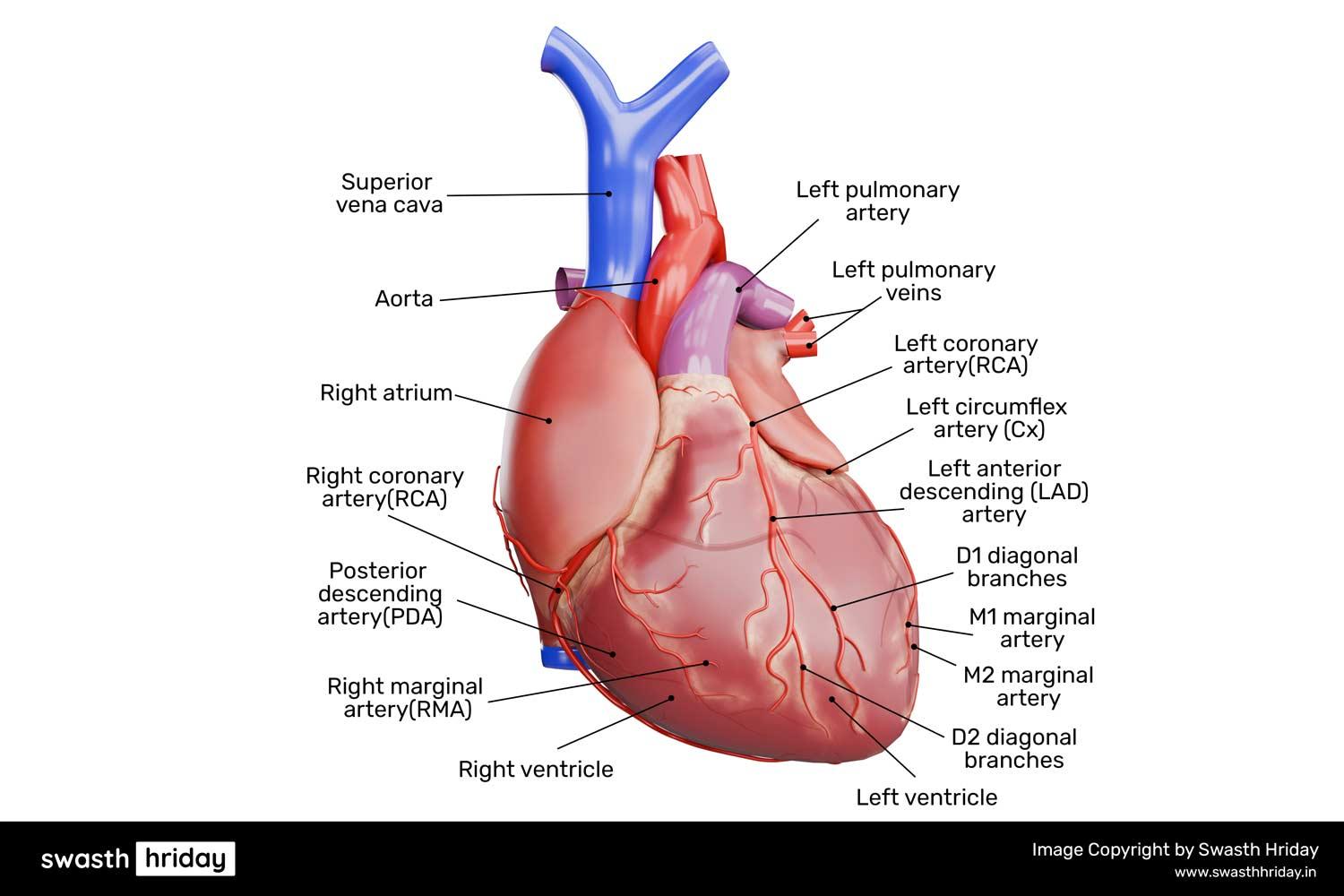 હૃદયની રચના અને કોરોનરી ધમનીઓ: કેવી રીતે તે હૃદયમાં રક્ત પુરું પાડે છે.