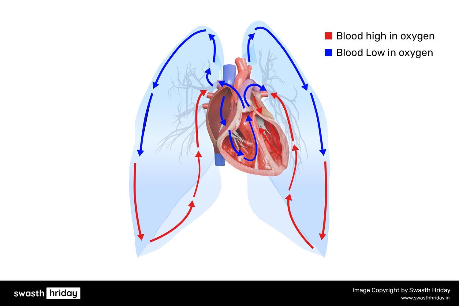 मानव शरीर में हृदय के चार कक्षों को समझना