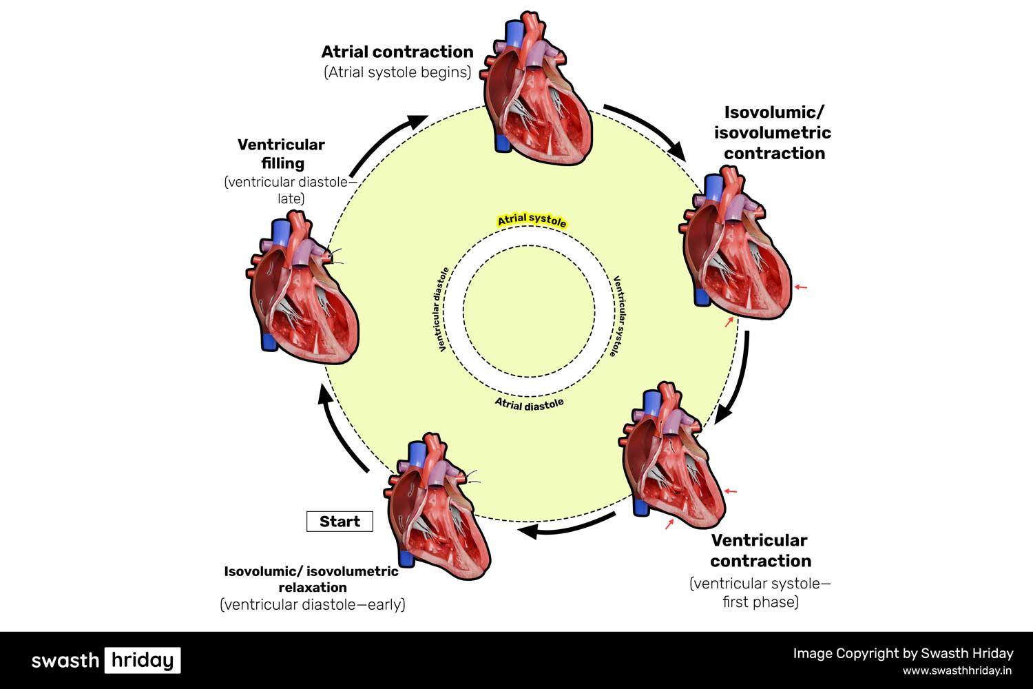 Diagram detailing how the cardiac cycle works in conjunction with heart anatomy.