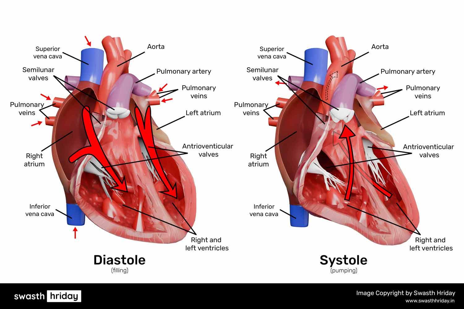Diagram of the heart showing systole and diastole phases with arrows indicating blood flow during each phase.