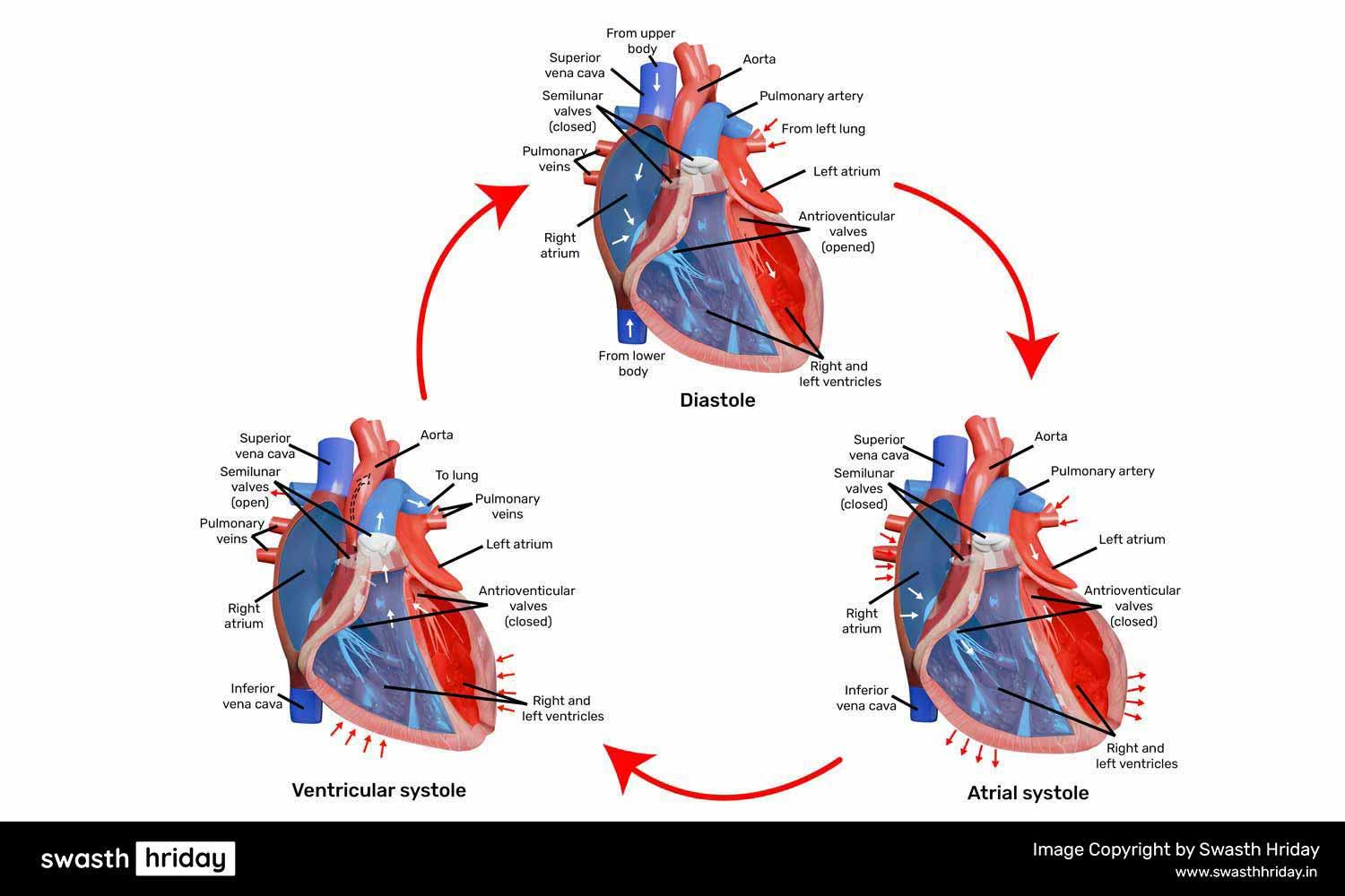 હાર્ટ સાયકલને સમજો: સિસ્ટોલ અને ડાયસ્ટોલના તબક્કાઓ