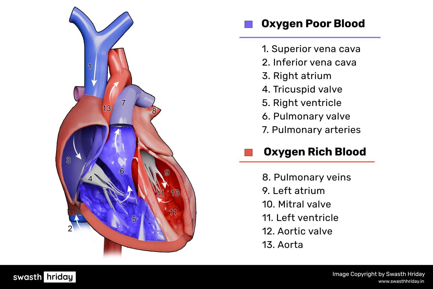 માનવ શરીરમાં હાર્ટના કેટલા ભાગ હોય છે: એક સંપૂર્ણ અવલોકન