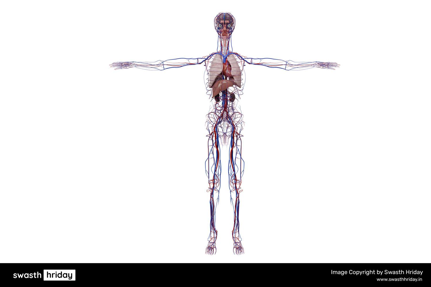 दिल क्या करता है? मानव शरीर विज्ञान में इसकी अहम भूमिका को समझें