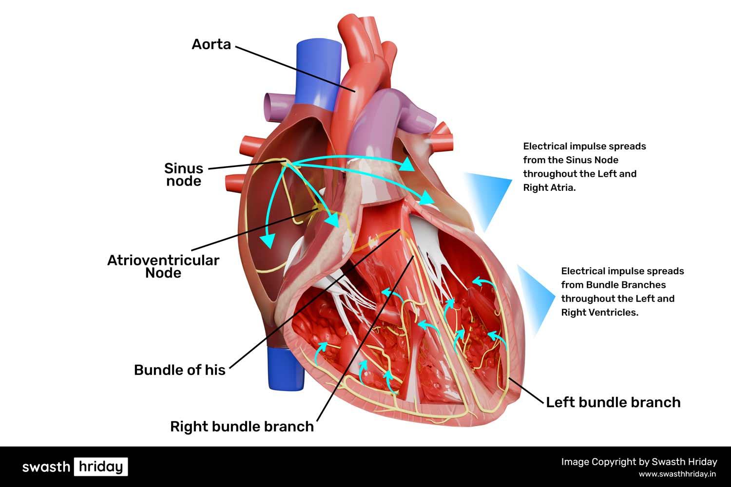હૃદયની ઈલેક્ટ્રિકલ સિસ્ટમમાં સાઇનોએટ્રિયલ (SA) નોડ કેવી રીતે કાર્ય કરે છે