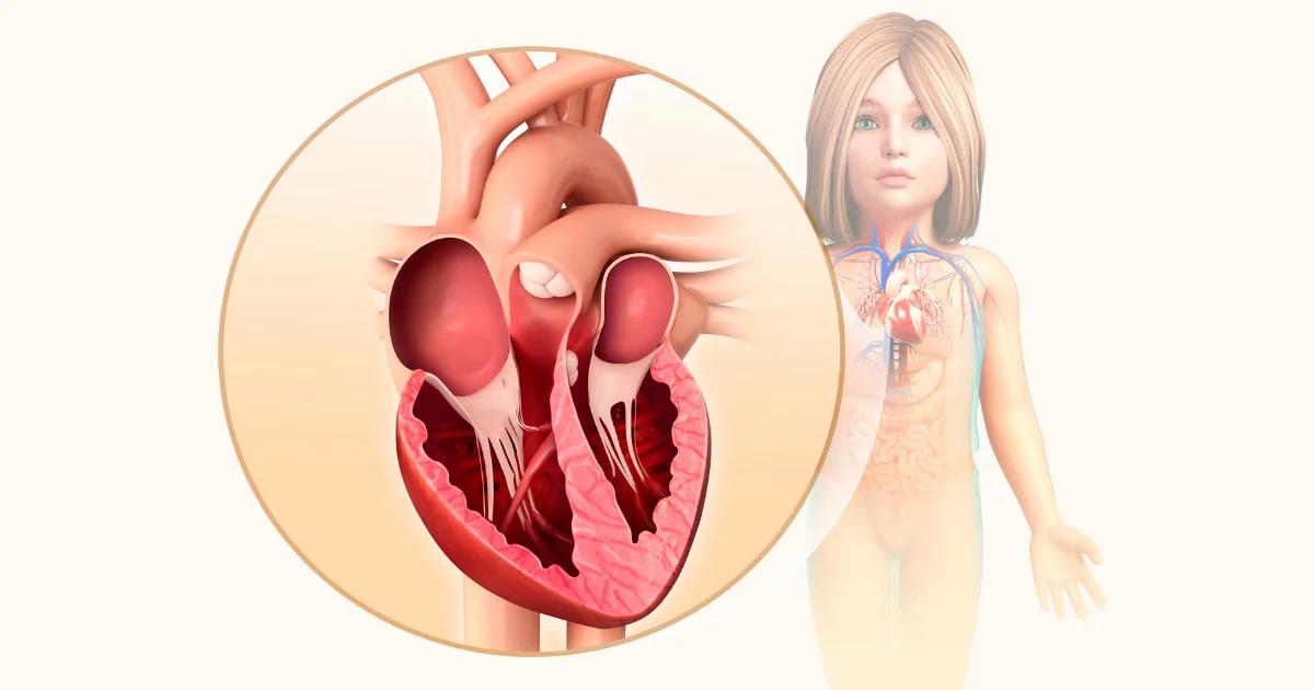 Understanding the Four Chambers of the Heart in Human Body