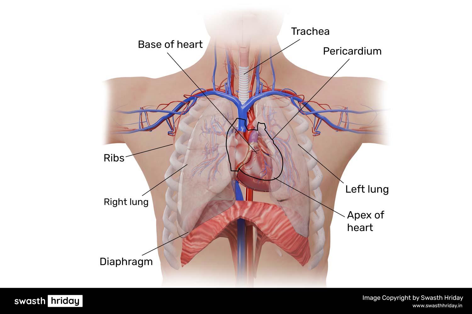 Chest Cavity Diagram Showing Heart Location Between Lungs दिल कहाँ स्थित है? चित्र सहित पूरी जानकारी